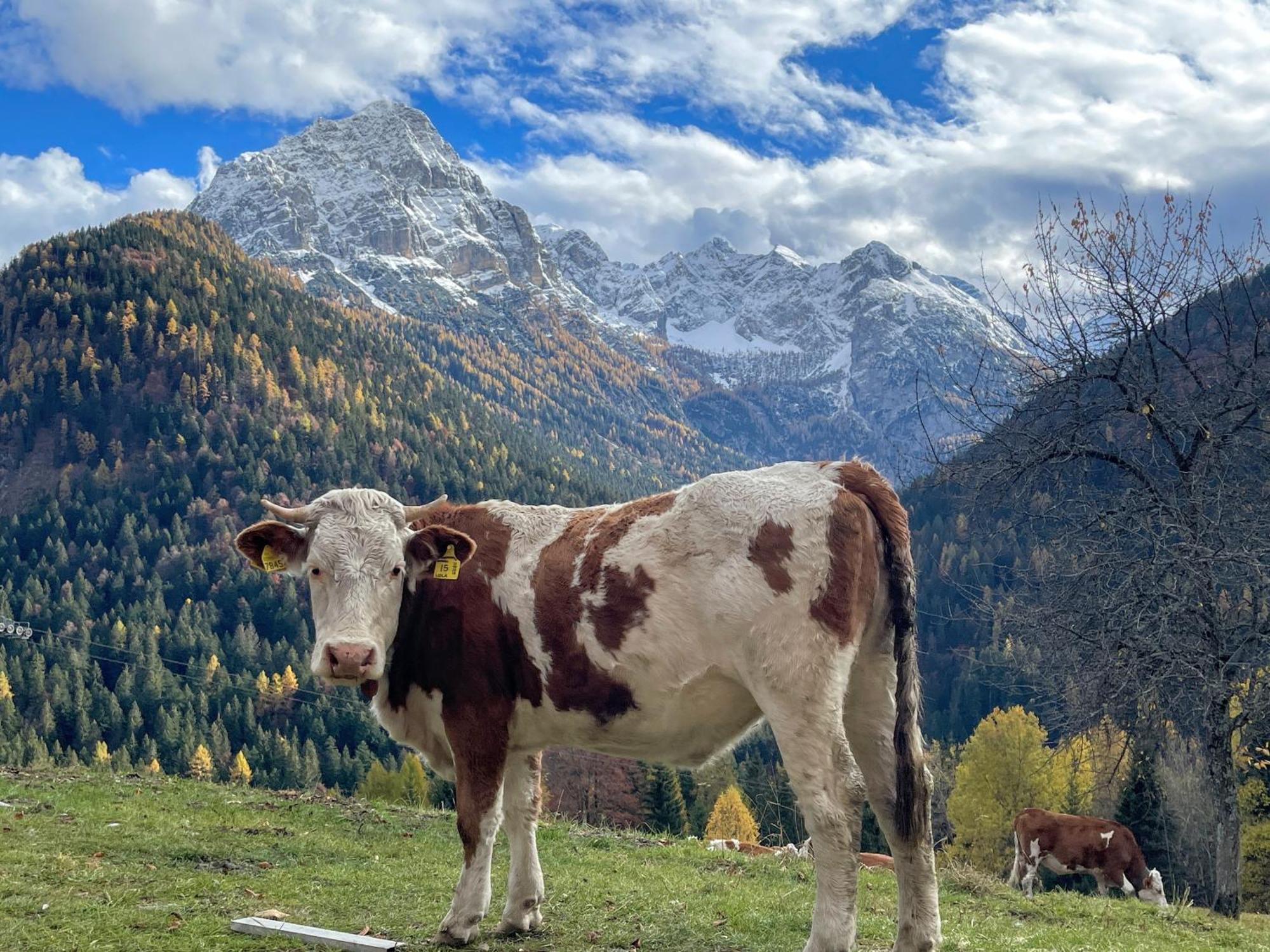 Appartamento Alpina Campiglio Madonna